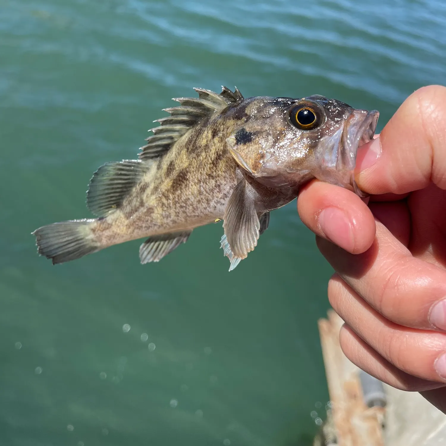 Black rockfish caught on Fishbrain