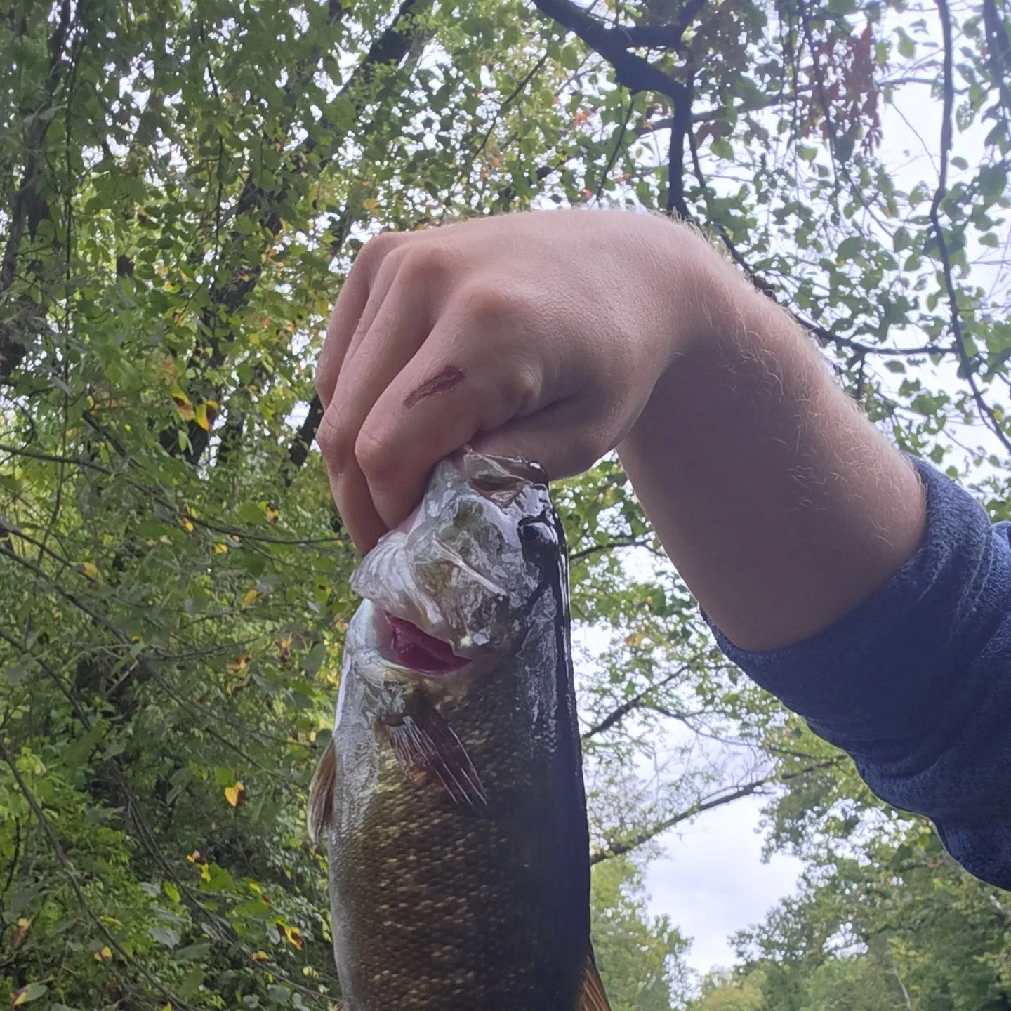 Smallmouth bass caught on Fishbrain