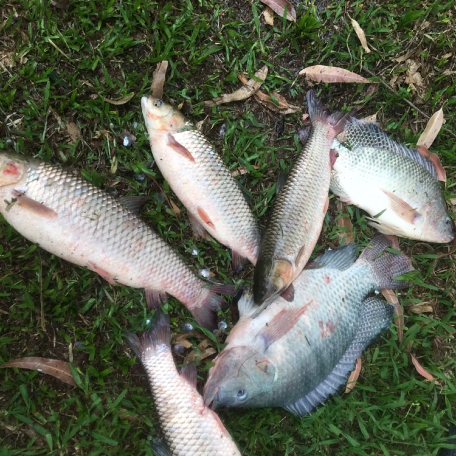 recently logged catches