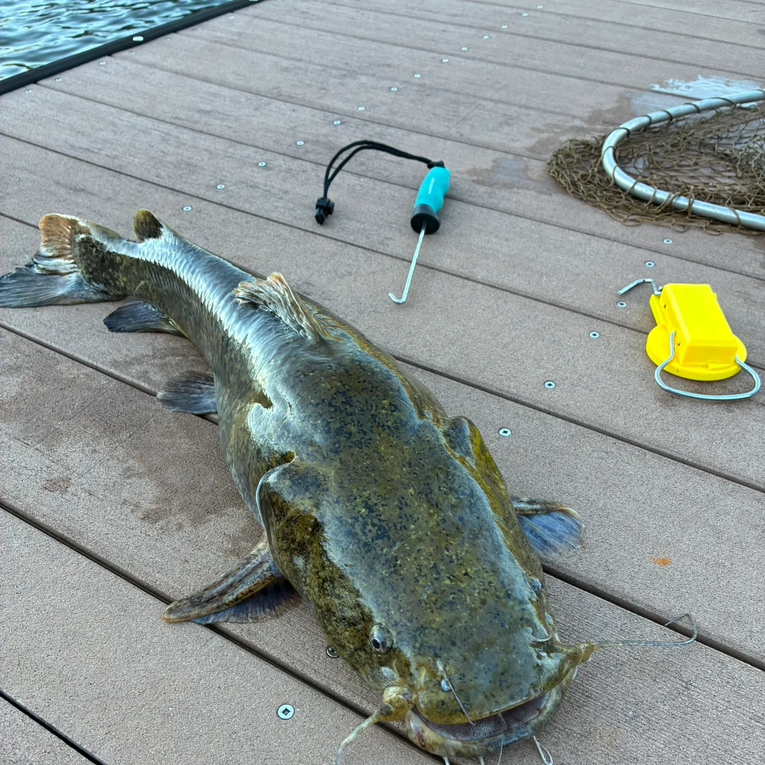 Flathead catfish caught on Fishbrain