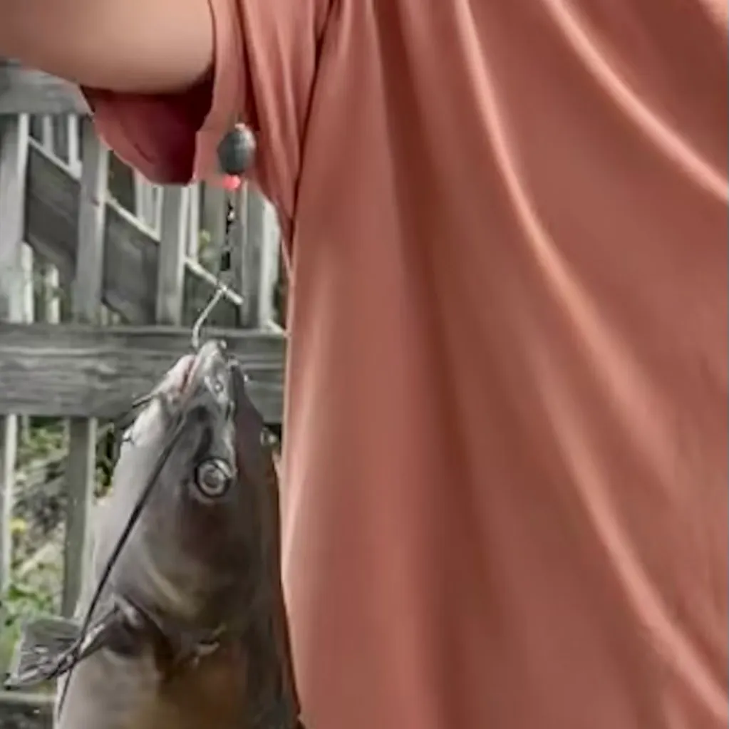 Channel catfish caught on Fishbrain