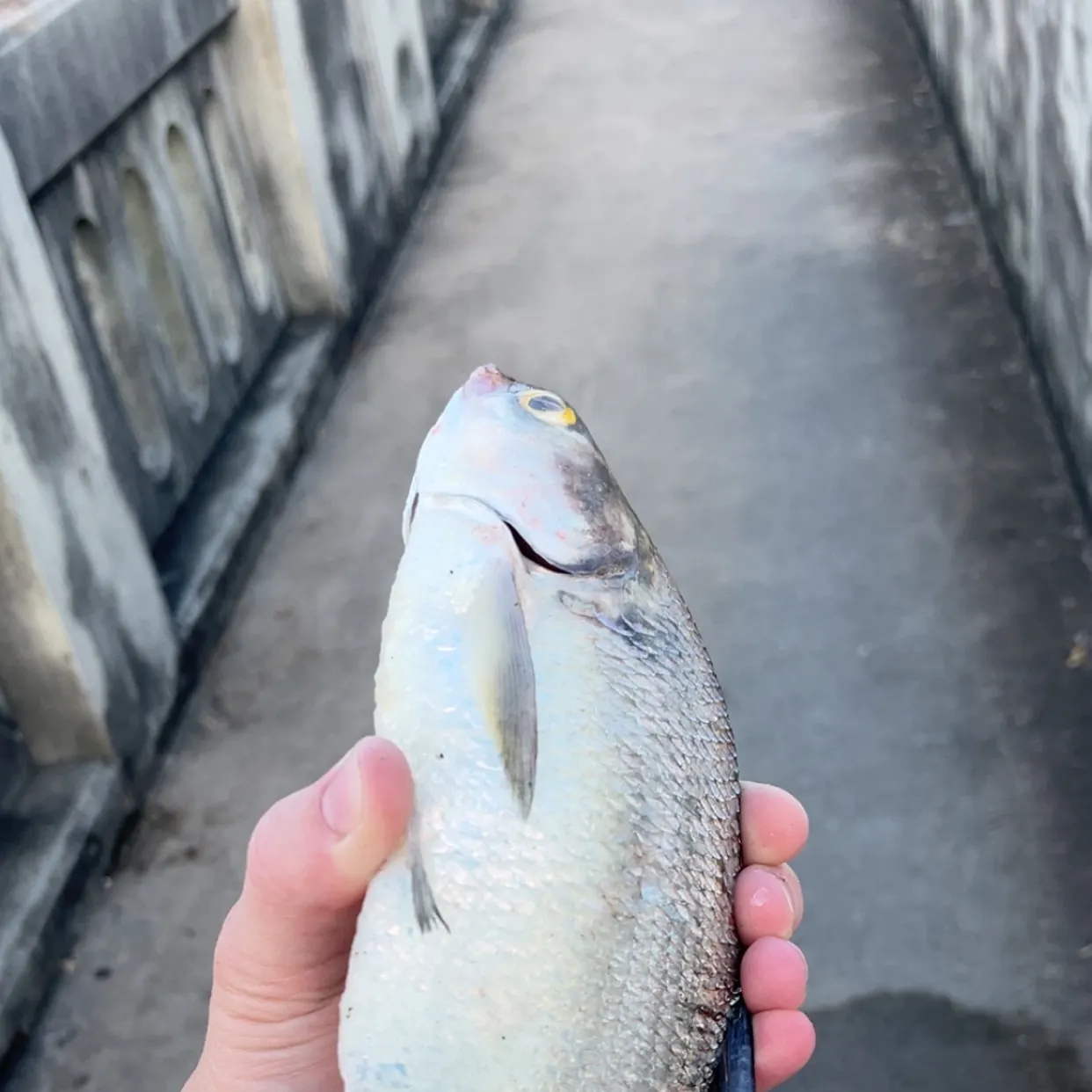American gizzard shad caught on Fishbrain