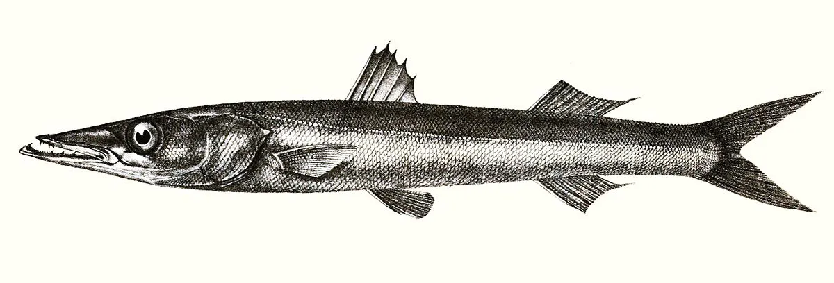 Sharpfin barracuda