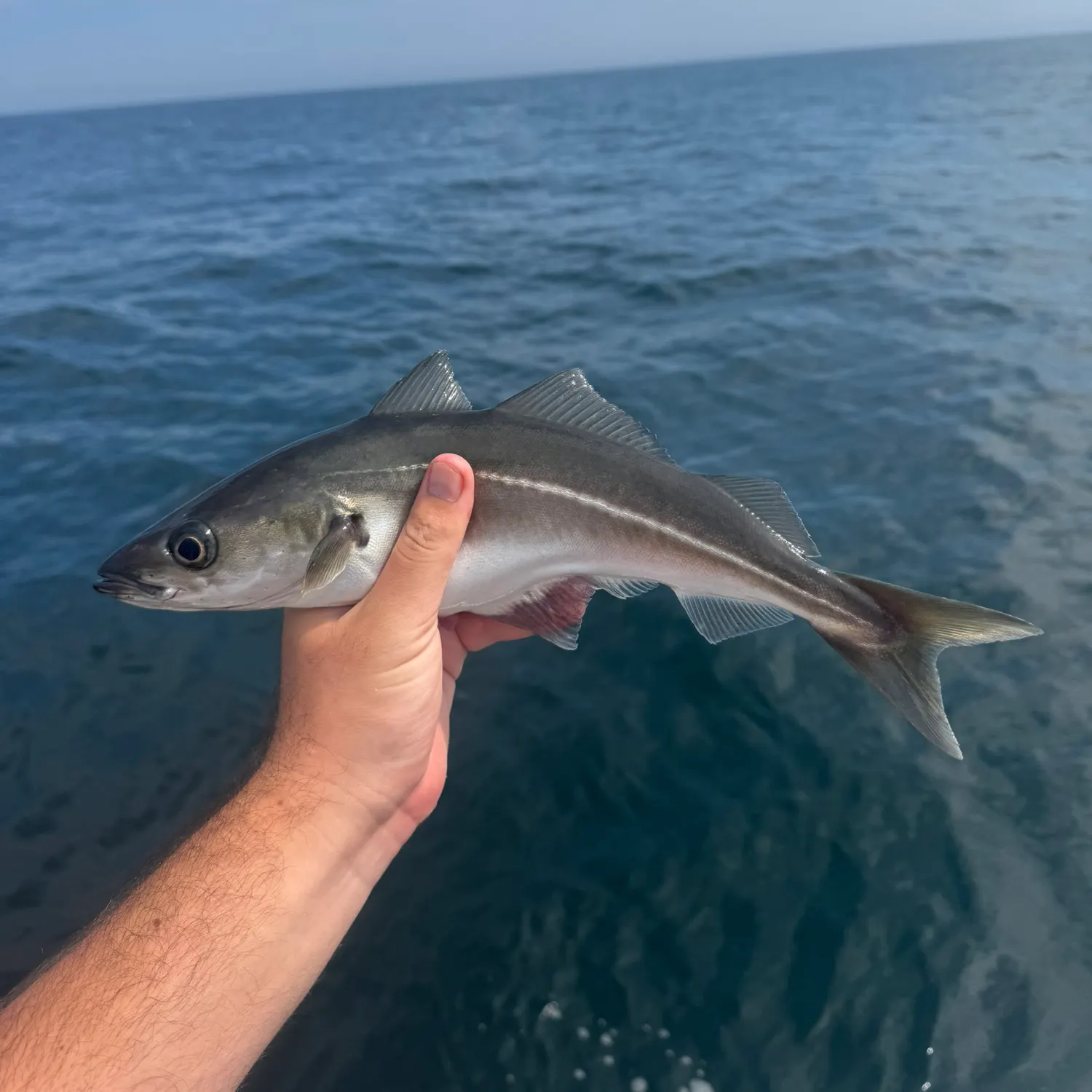 The most recent Atlantic pollock catches on Fishbrain