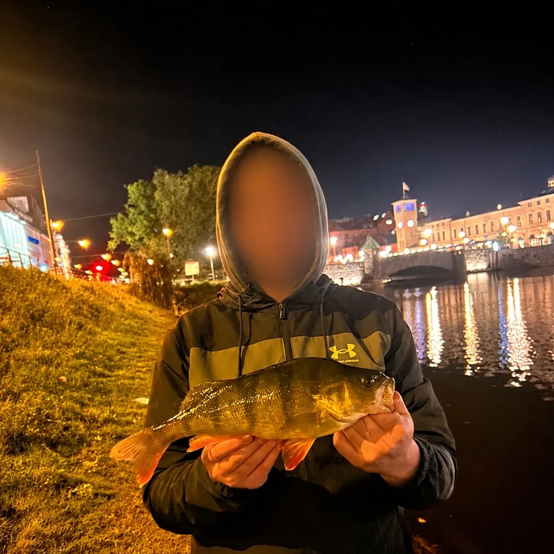 European perch caught on Fishbrain