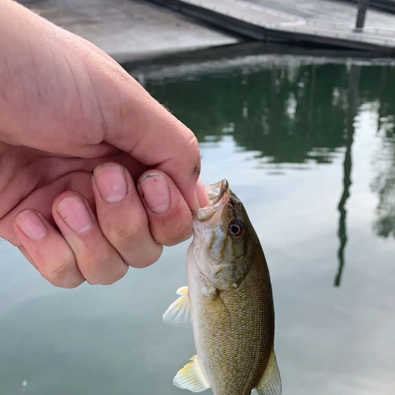 angler catch