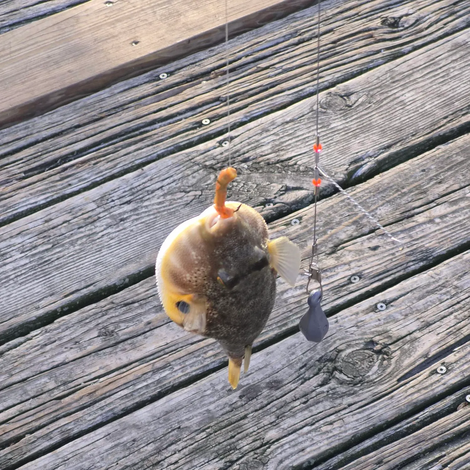 Northern puffer caught on Fishbrain