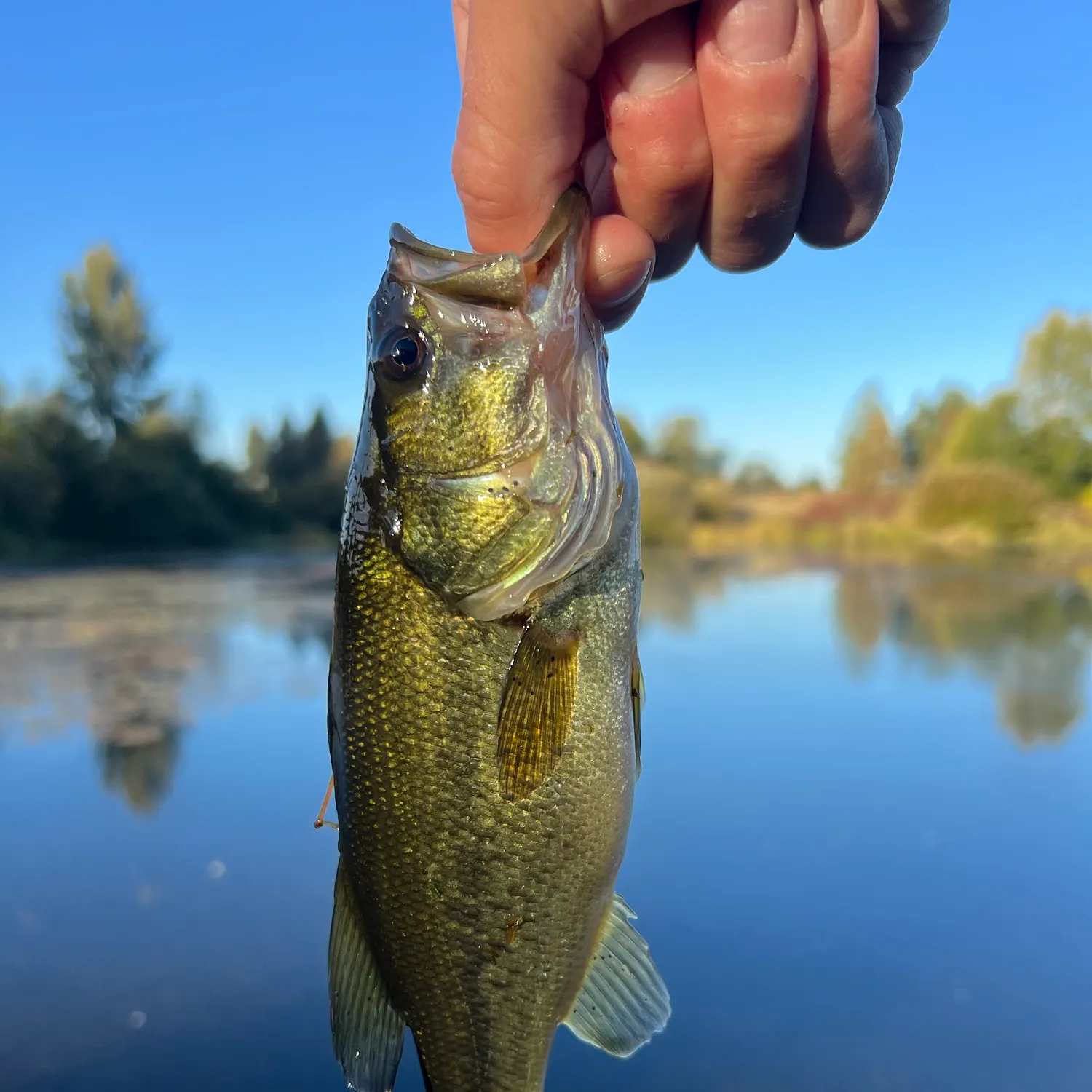 Largemouth bass caught on Fishbrain