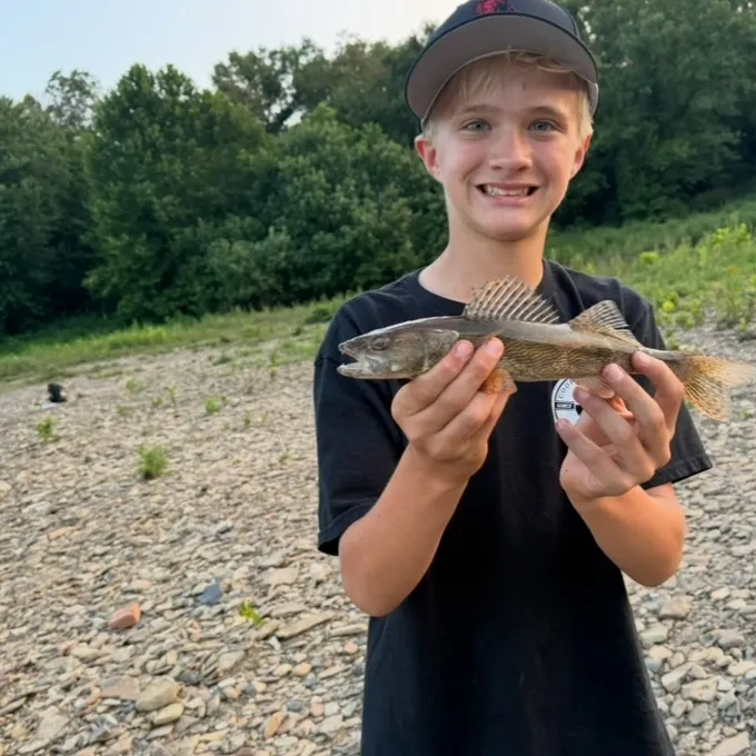 Sauger caught on Fishbrain