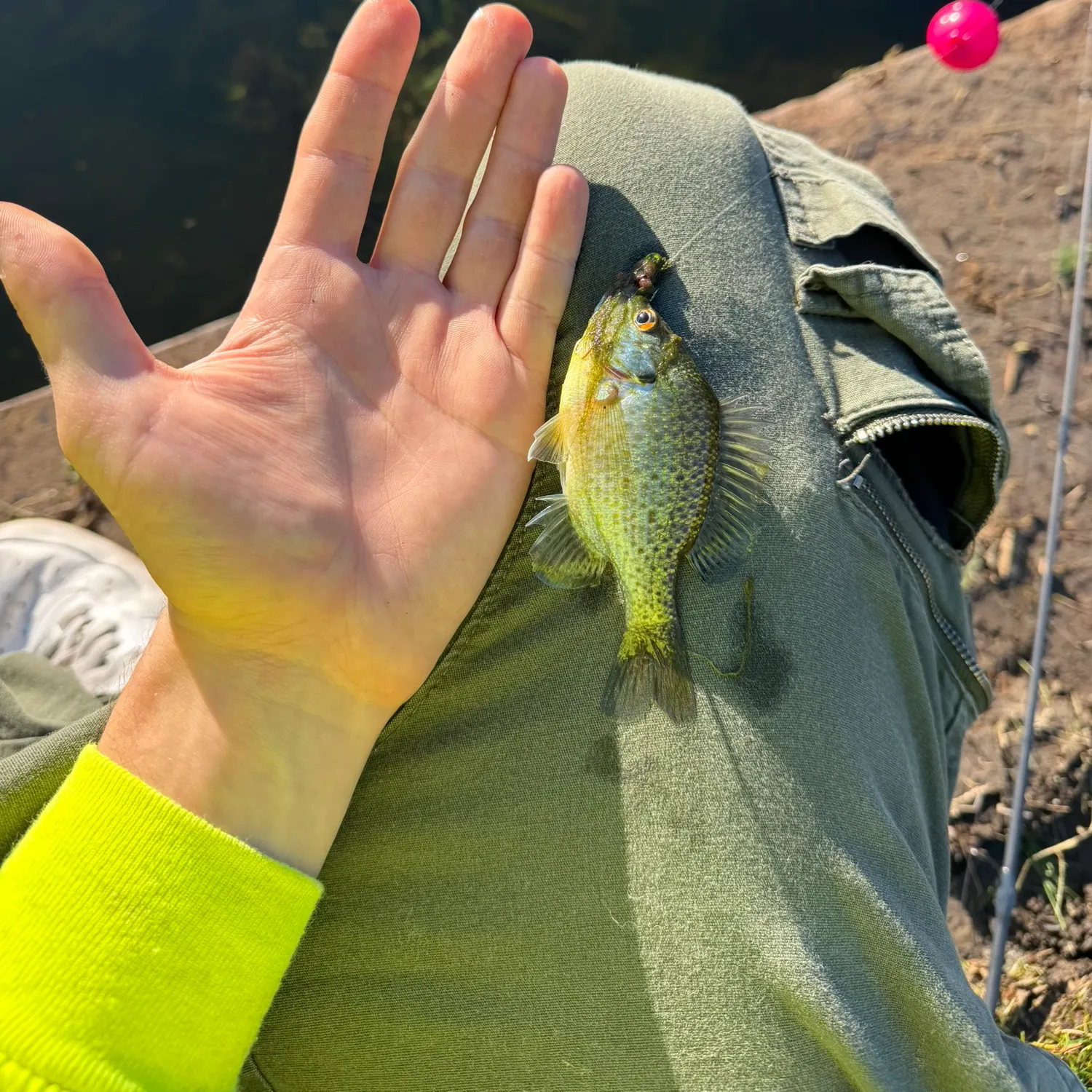 Redear sunfish caught on Fishbrain
