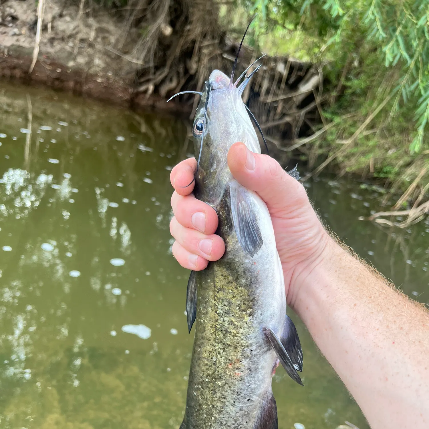 Channel catfish caught on Fishbrain