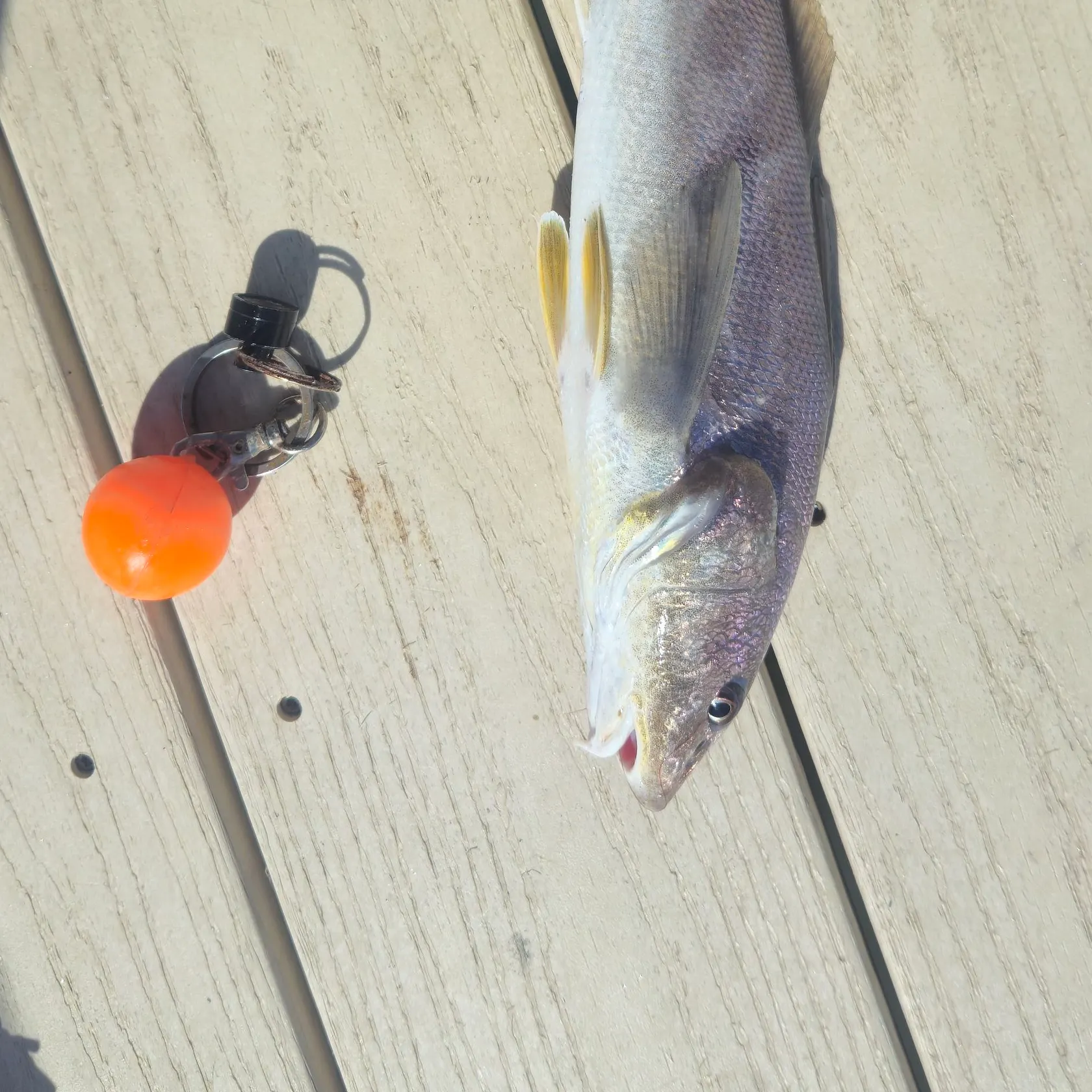 Sand seatrout caught on Fishbrain