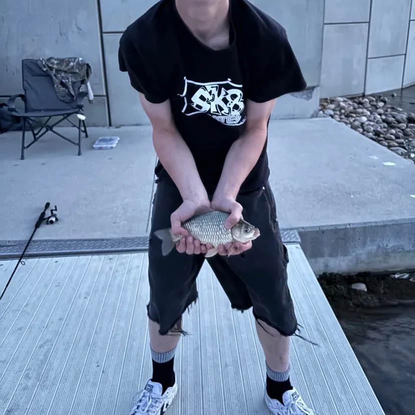 The most recent Prussian carp catches on Fishbrain