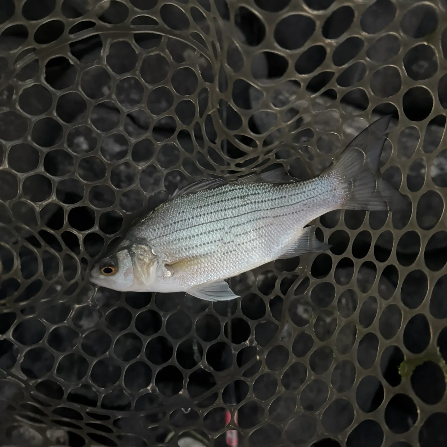 White bass caught on Fishbrain