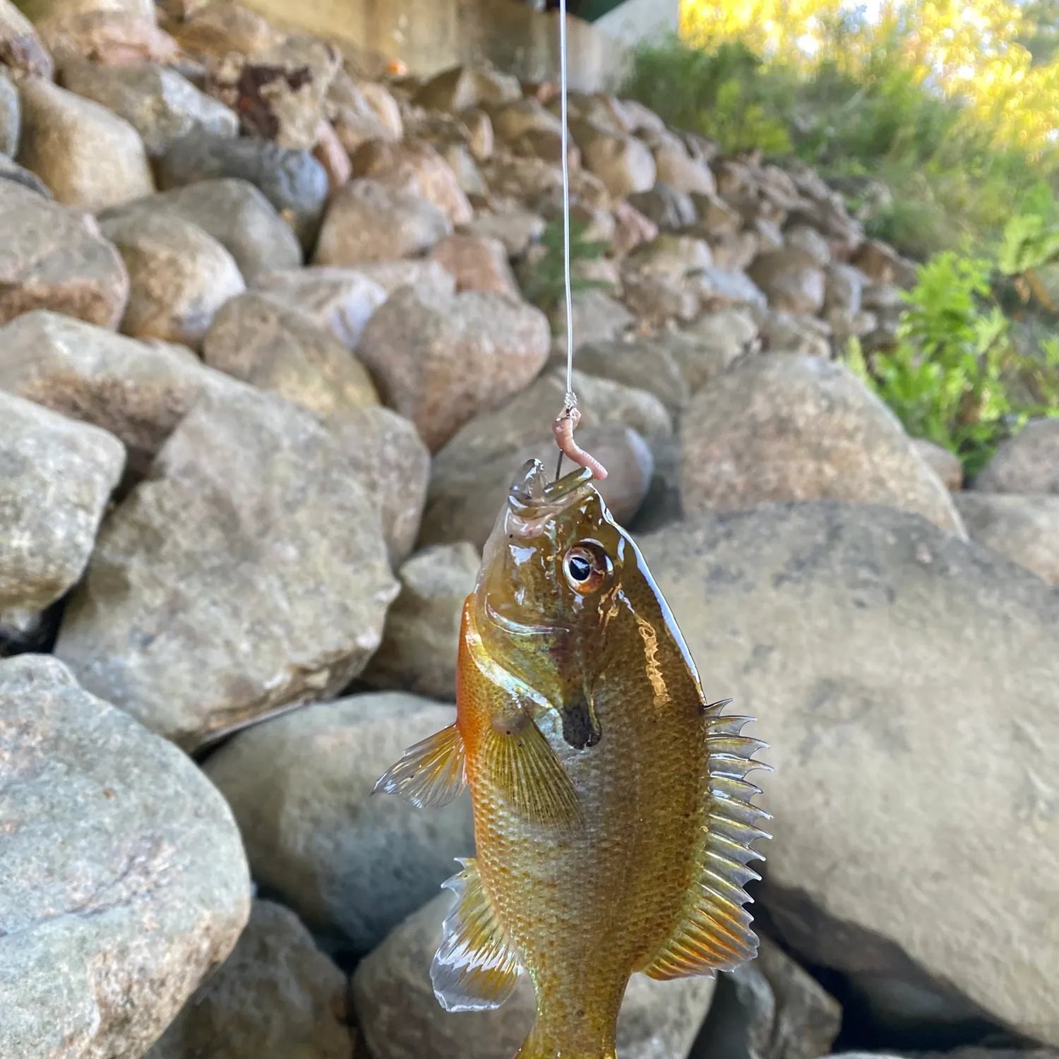 Redbreast sunfish caught on Fishbrain