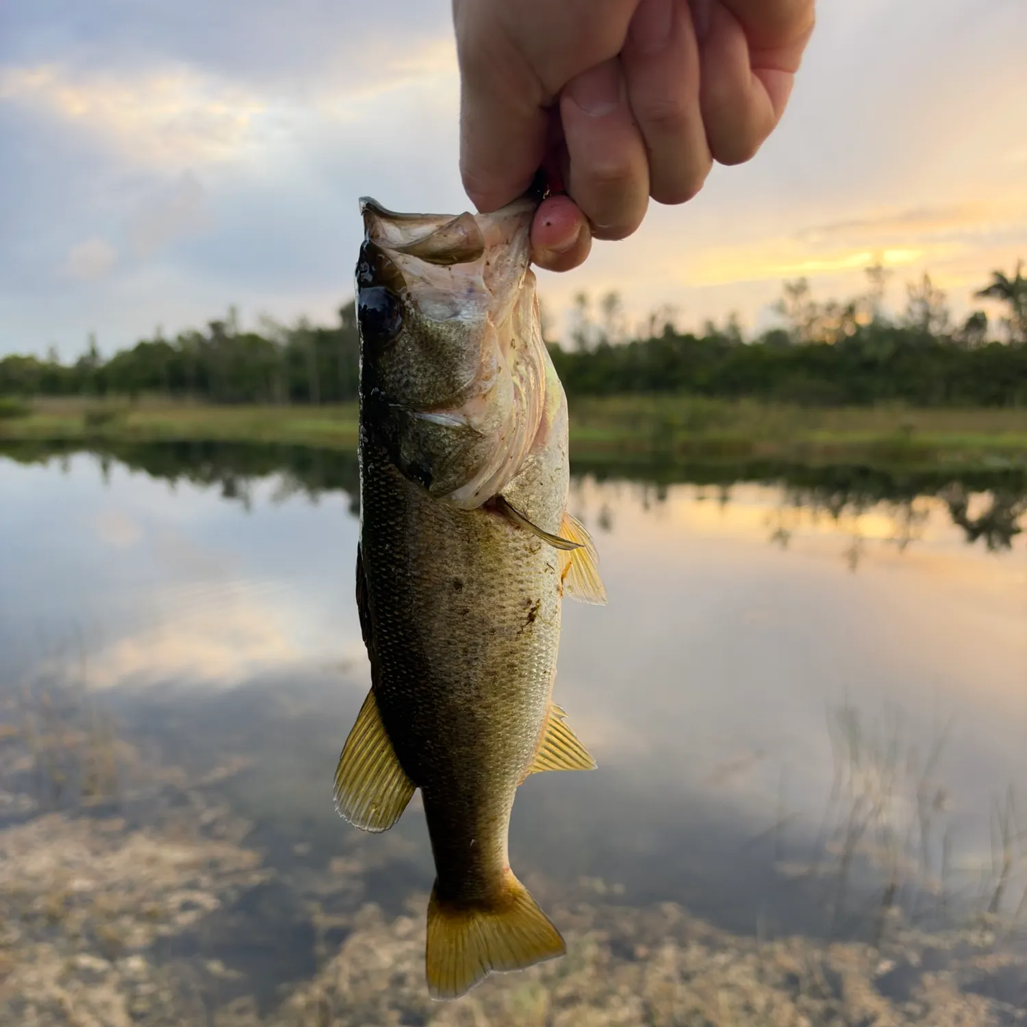 Florida bass caught on Fishbrain