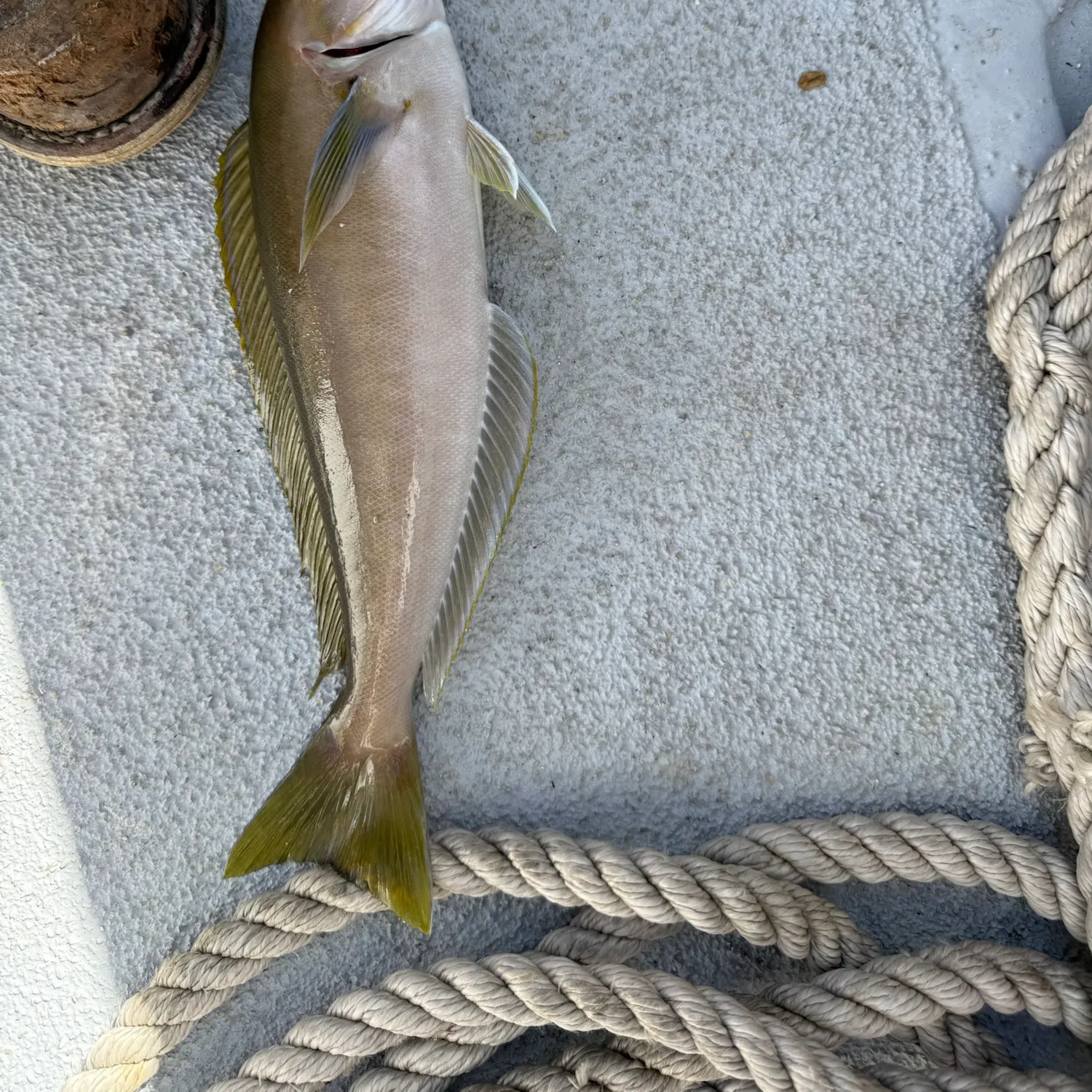Ocean whitefish caught on Fishbrain