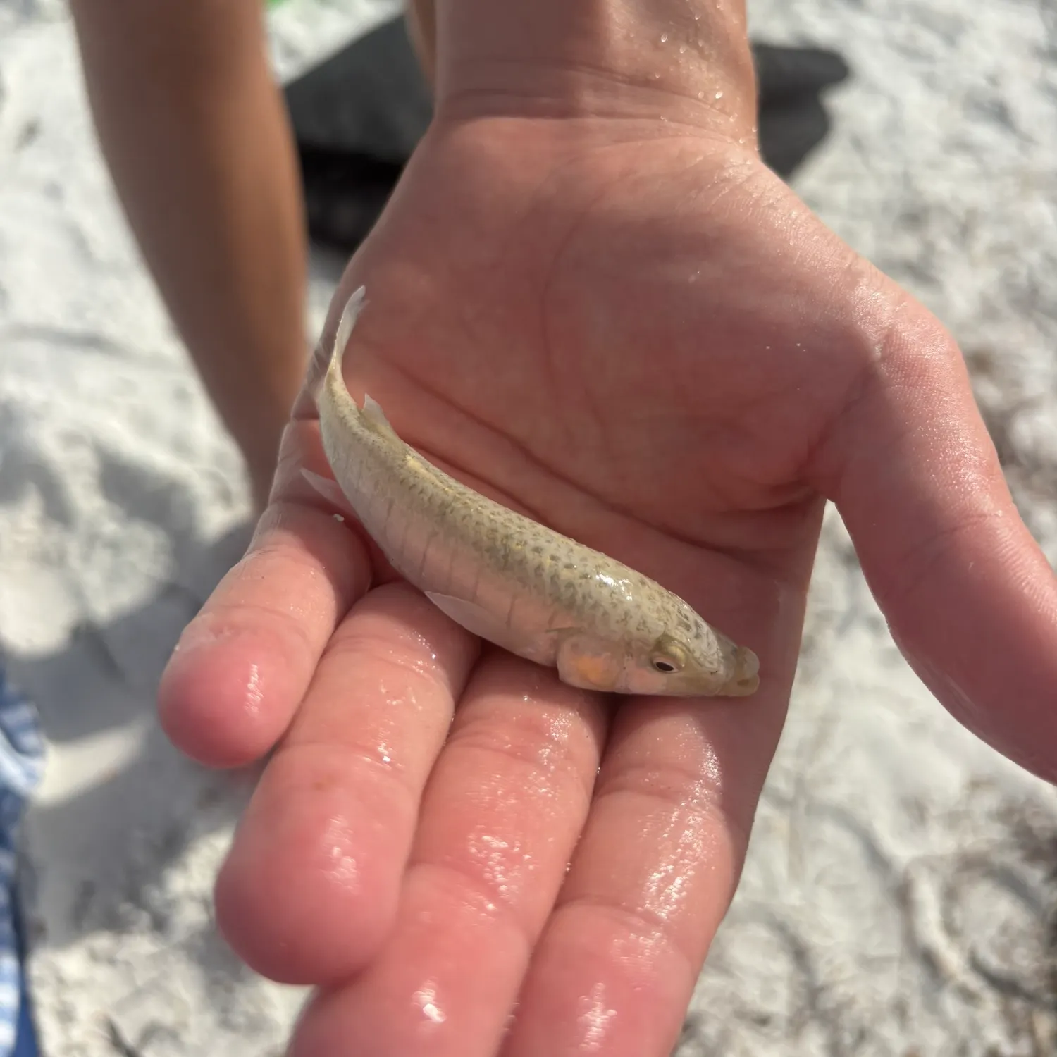 The most recent Longnose killifish catches on Fishbrain