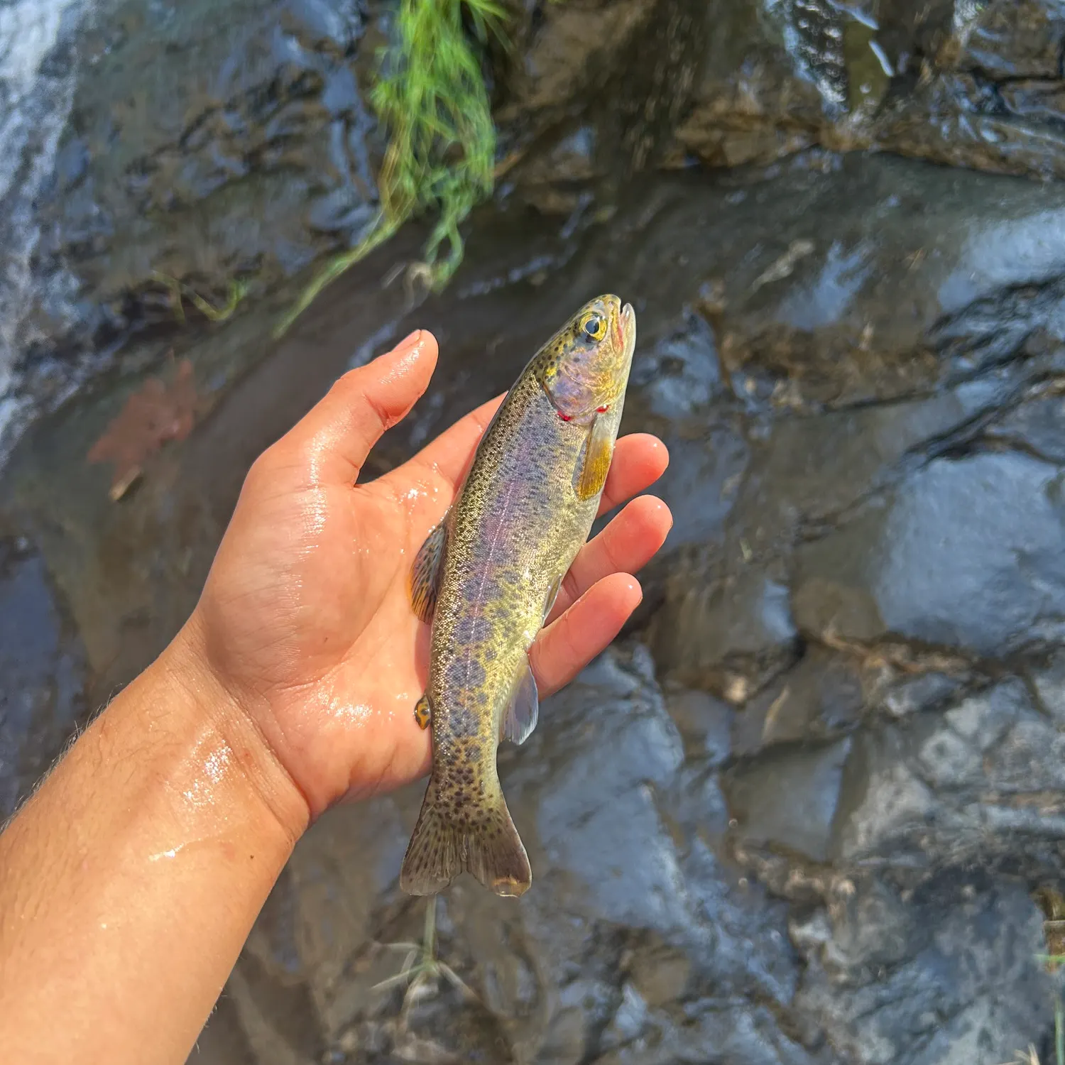 Rainbow trout caught on Fishbrain