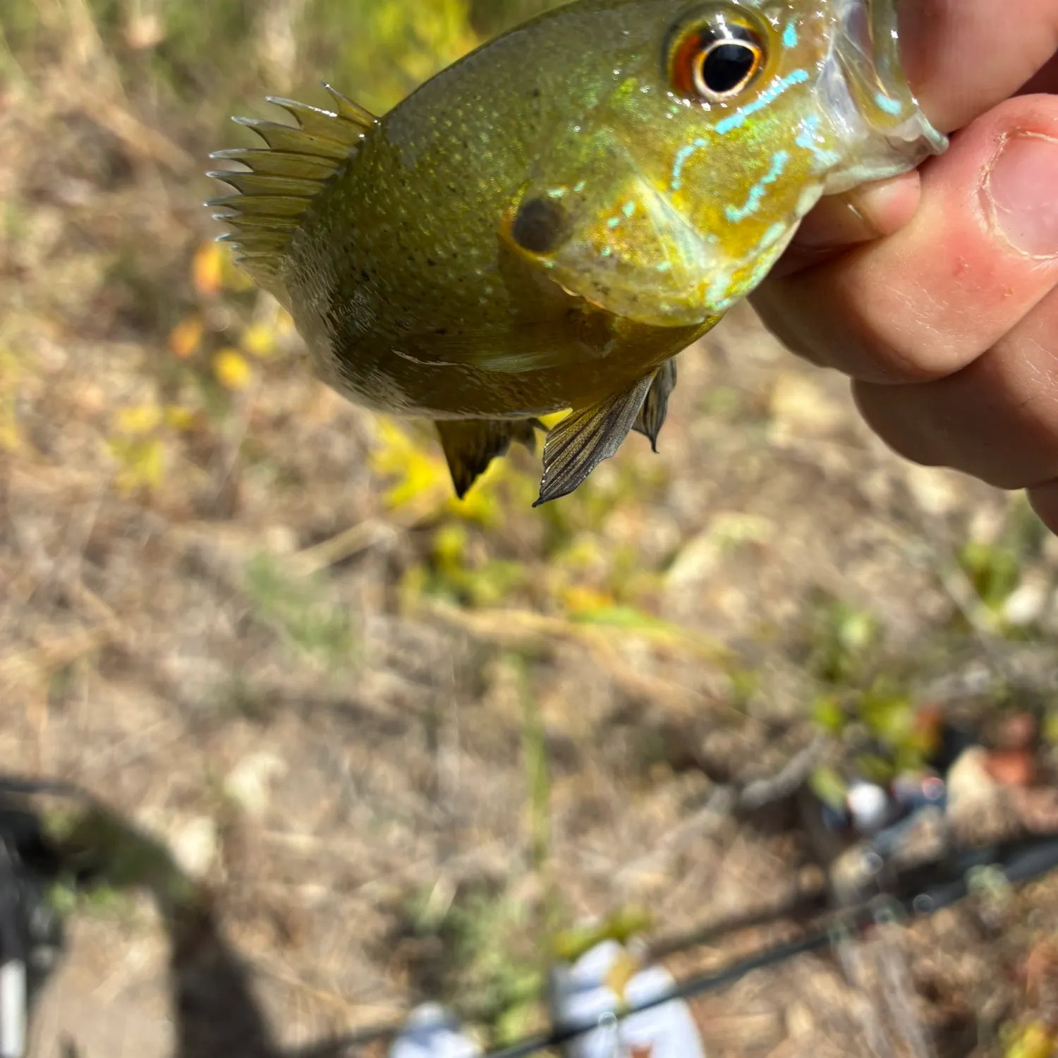 Green sunfish caught on Fishbrain