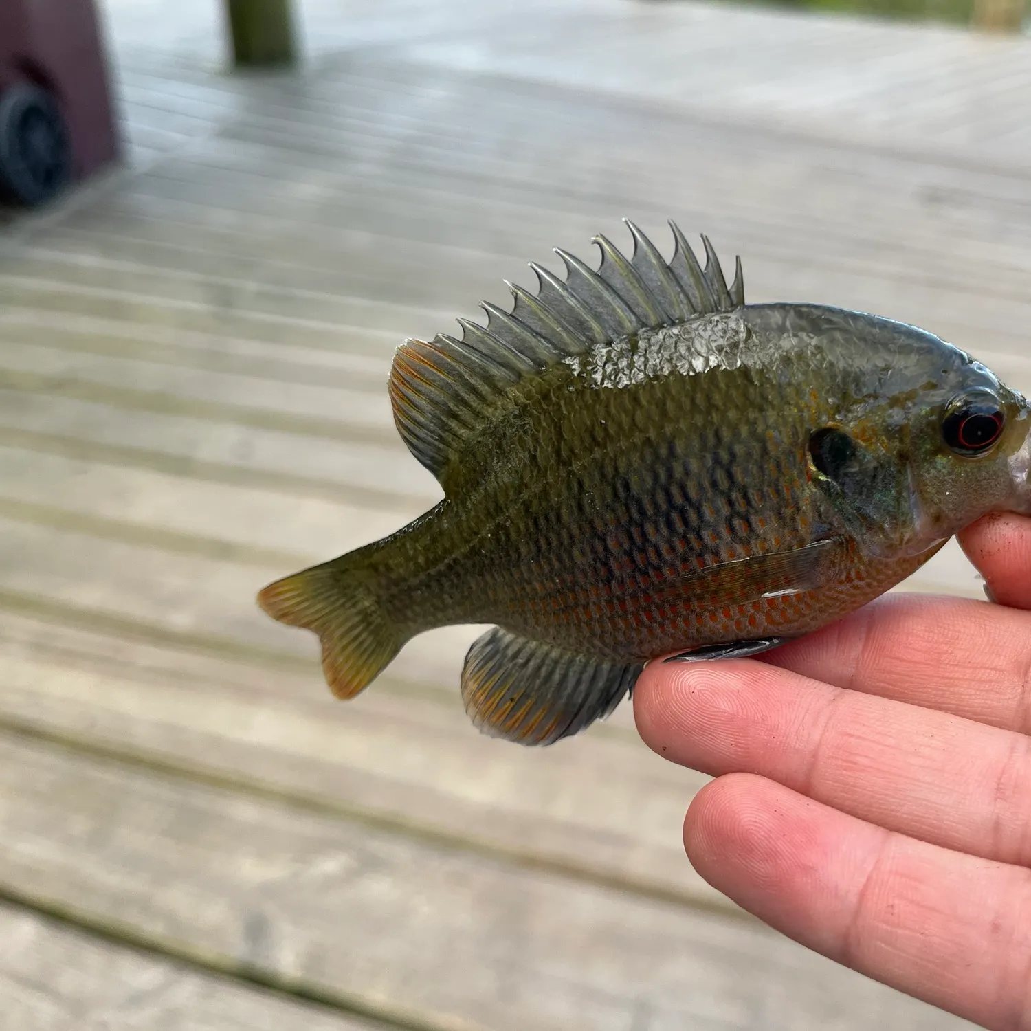 The most recent Redspotted sunfish catches on Fishbrain