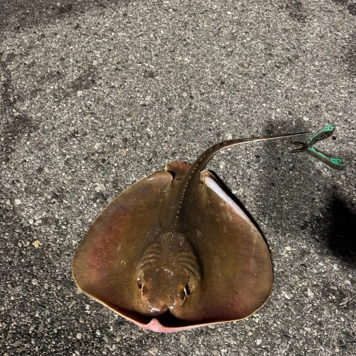 The most recent Atlantic stingray catches on Fishbrain