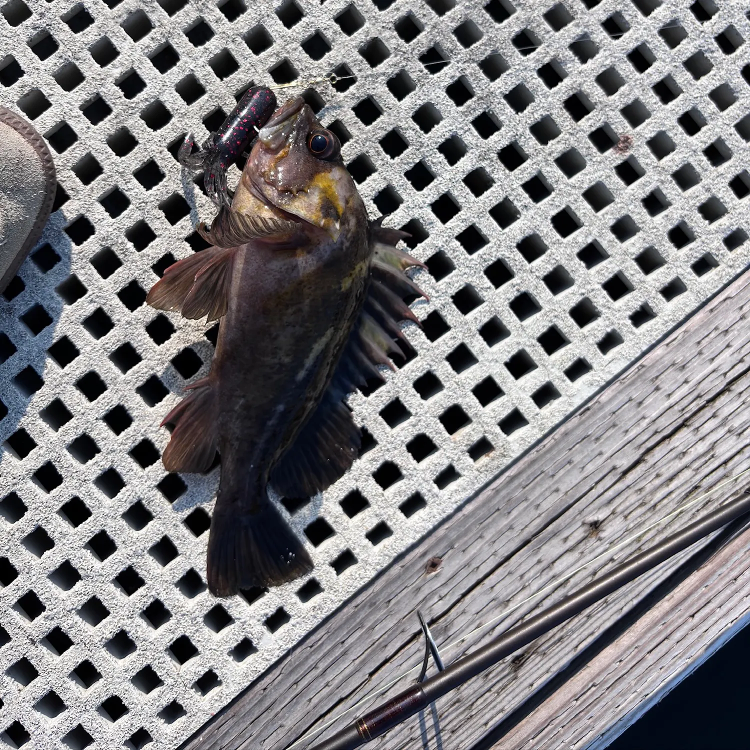 Grass rockfish caught on Fishbrain