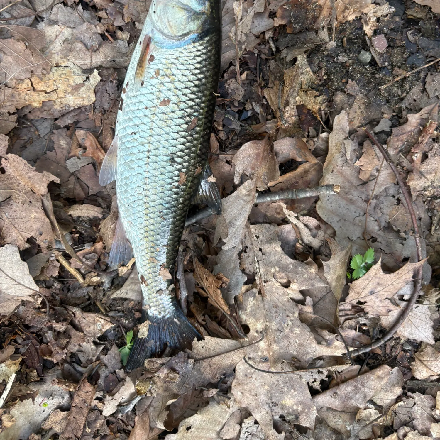 Fallfish caught on Fishbrain