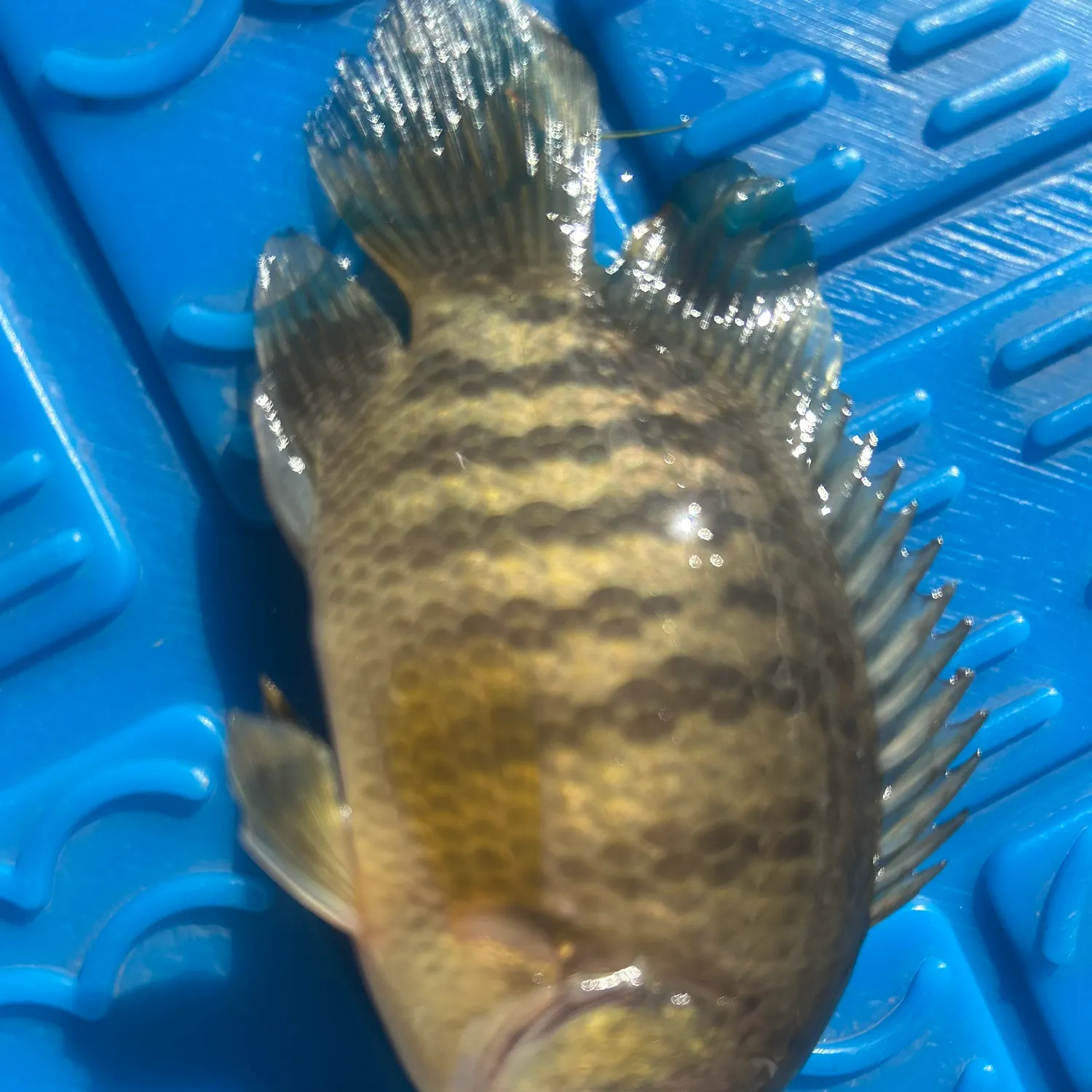 The most recent Malayan leaffish catches on Fishbrain