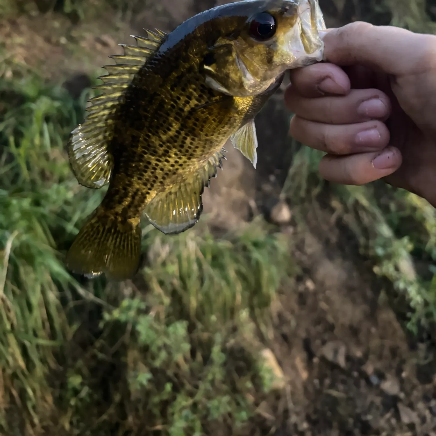 Rock bass caught on Fishbrain