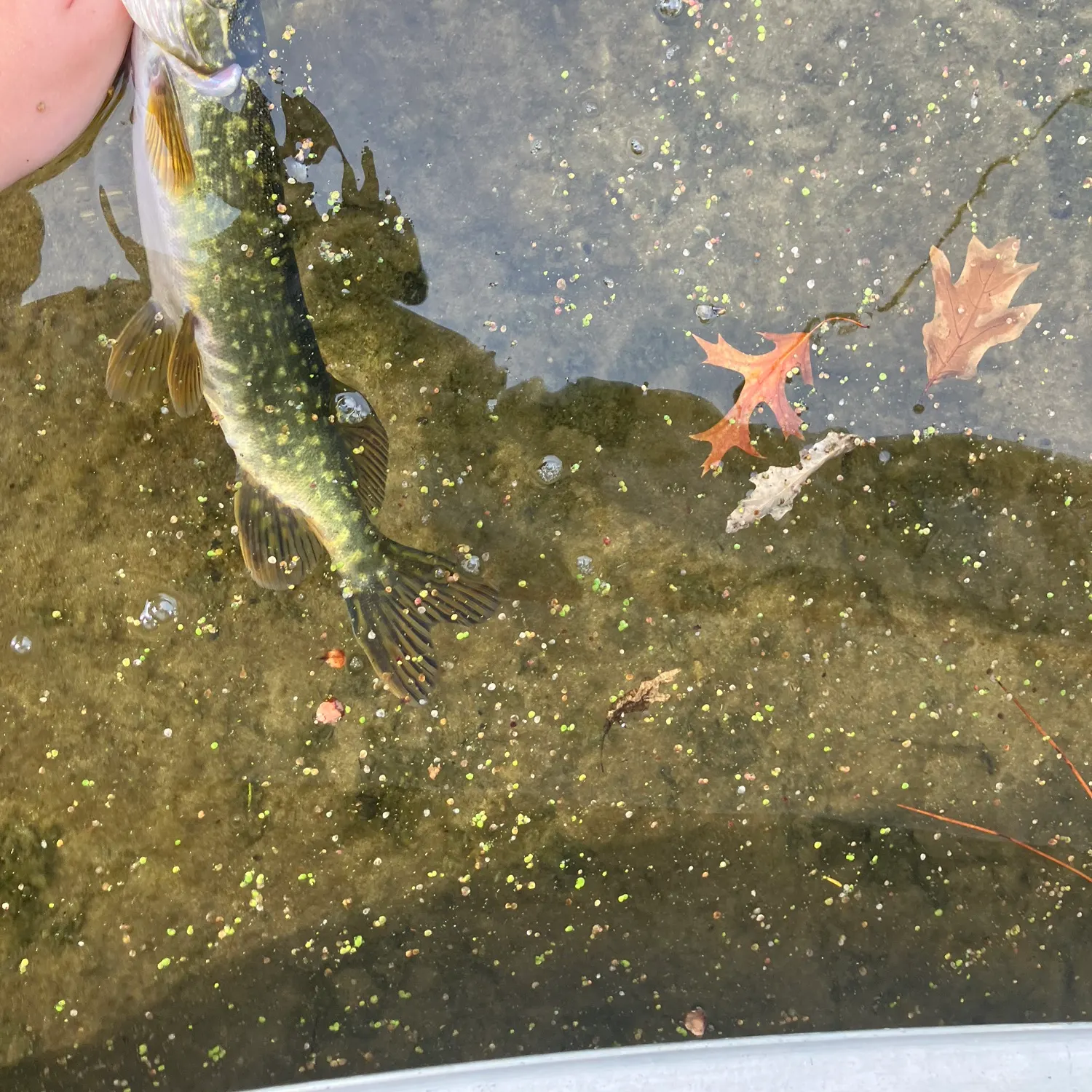 Northern pike caught on Fishbrain