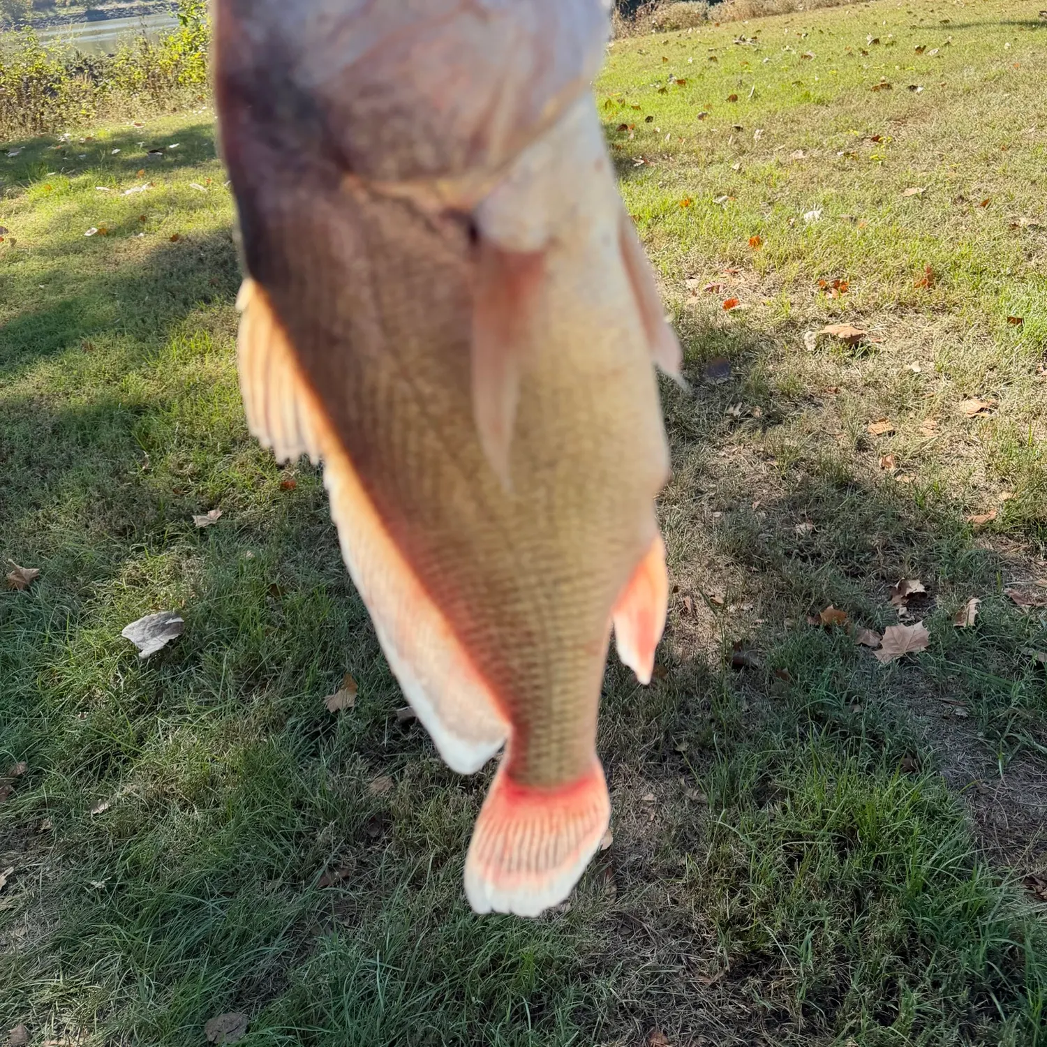 Freshwater drum caught on Fishbrain