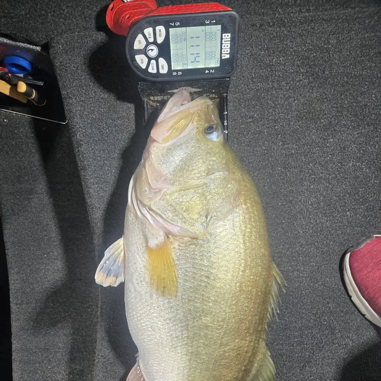 The most recent F1 bass catches on Fishbrain