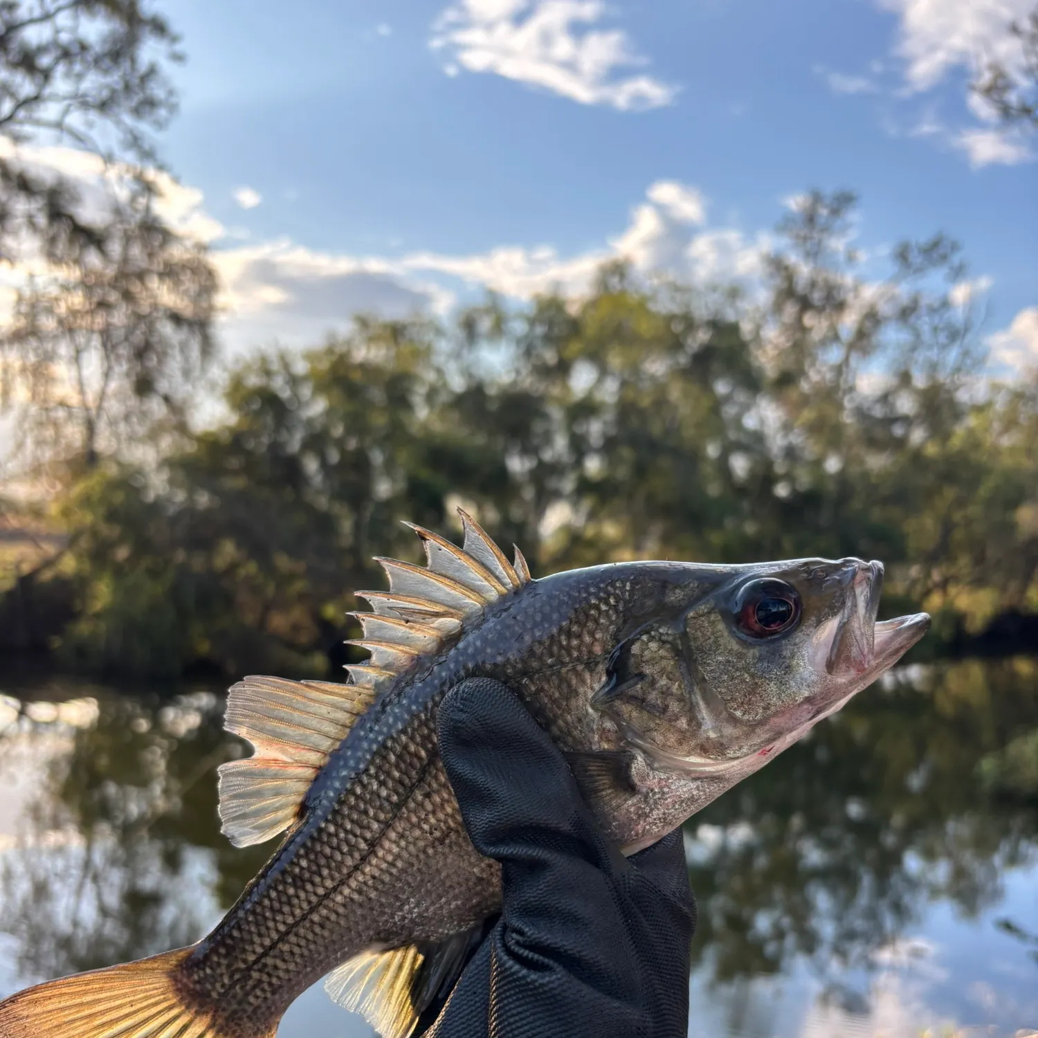 Australian bass caught on Fishbrain