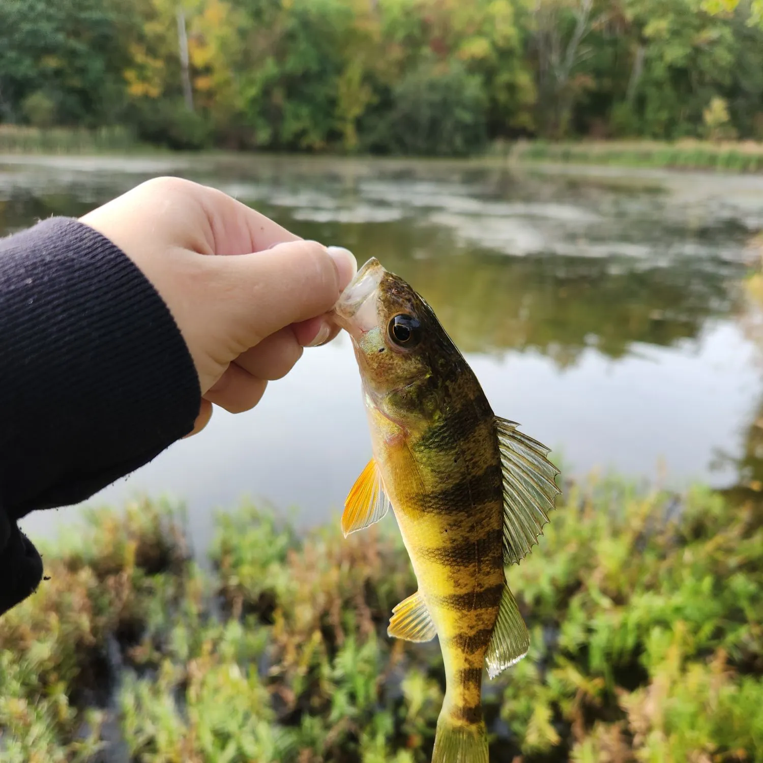 Yellow perch caught on Fishbrain