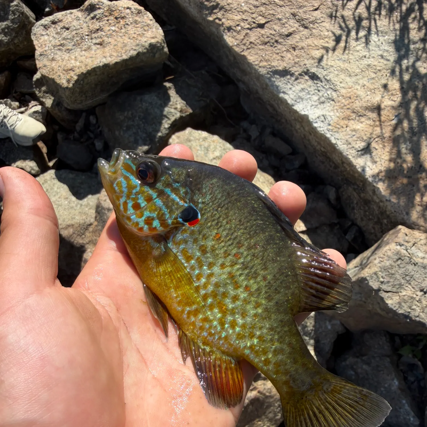 Pumpkinseed caught on Fishbrain