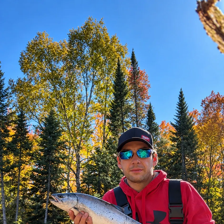 Coho salmon caught on Fishbrain