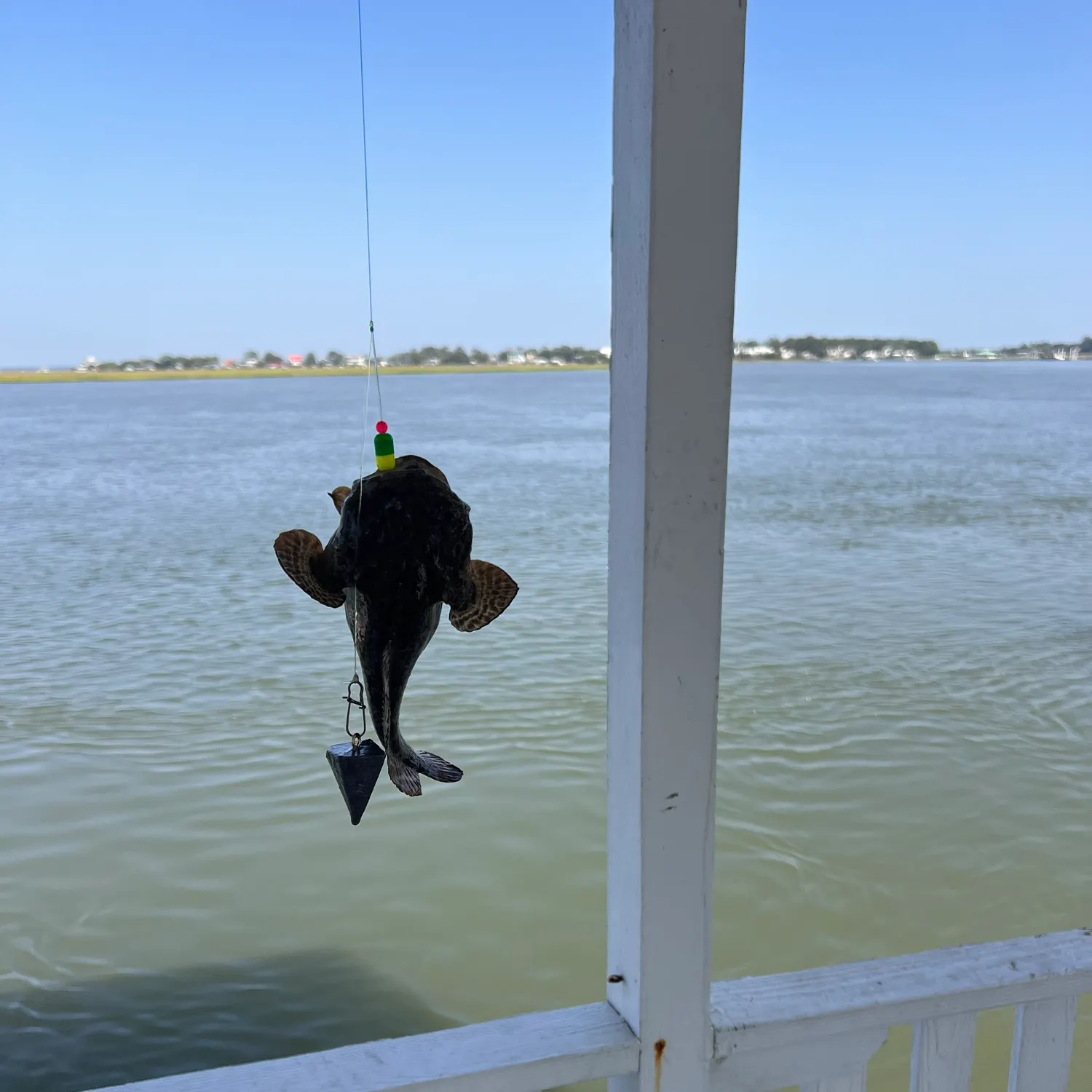 The most recent Whale shark catches on Fishbrain
