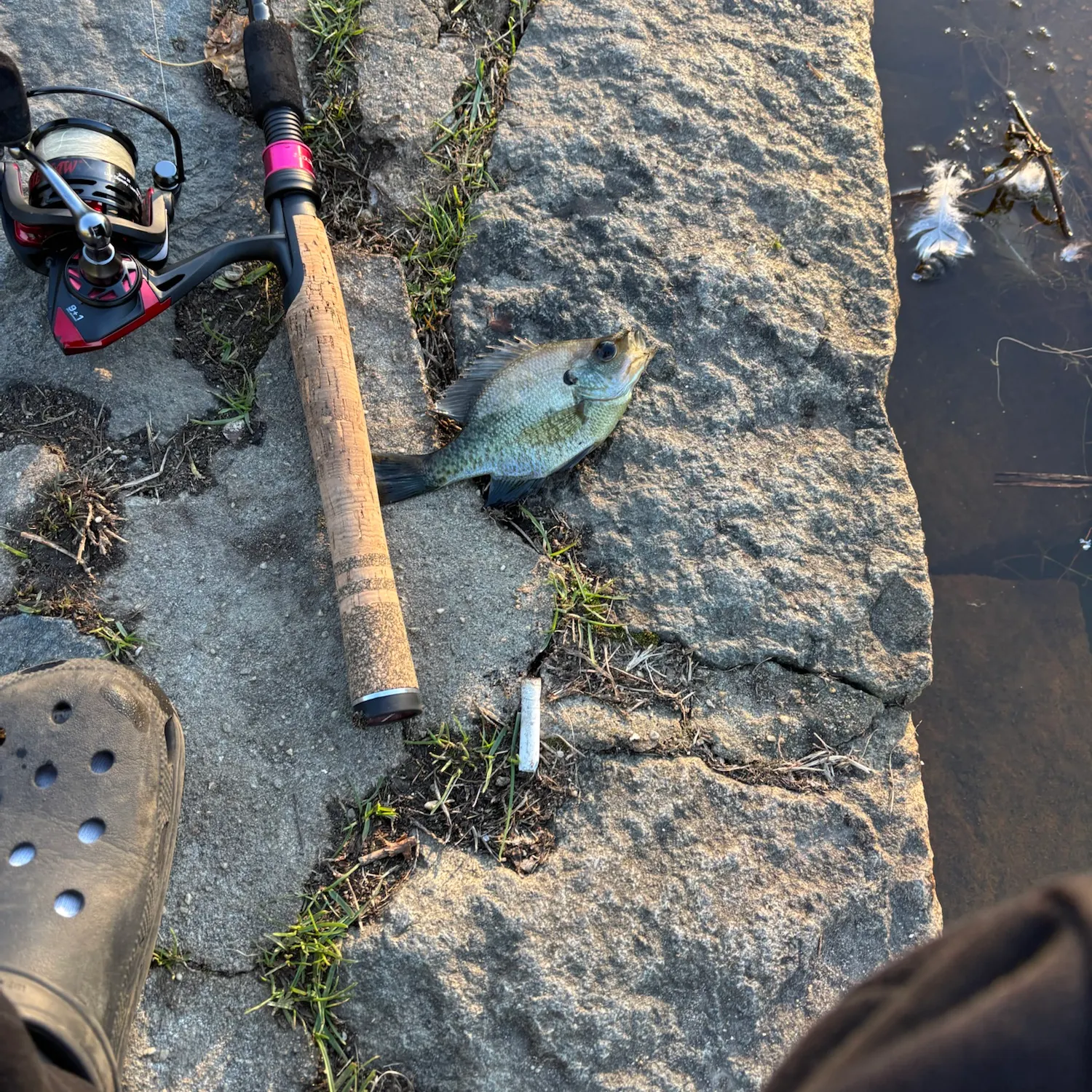 Bluegill caught on Fishbrain