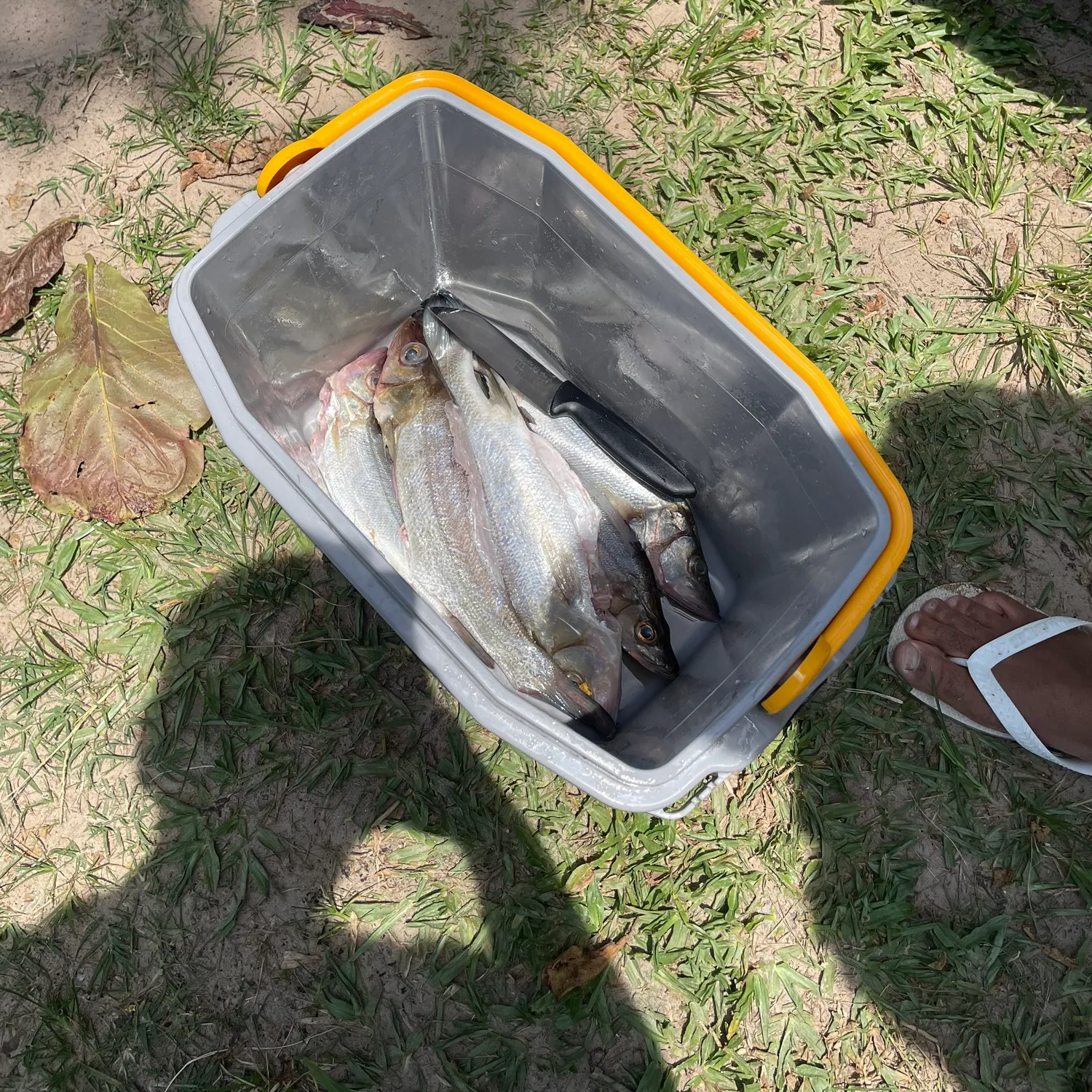 The most recent Fat snook catches on Fishbrain