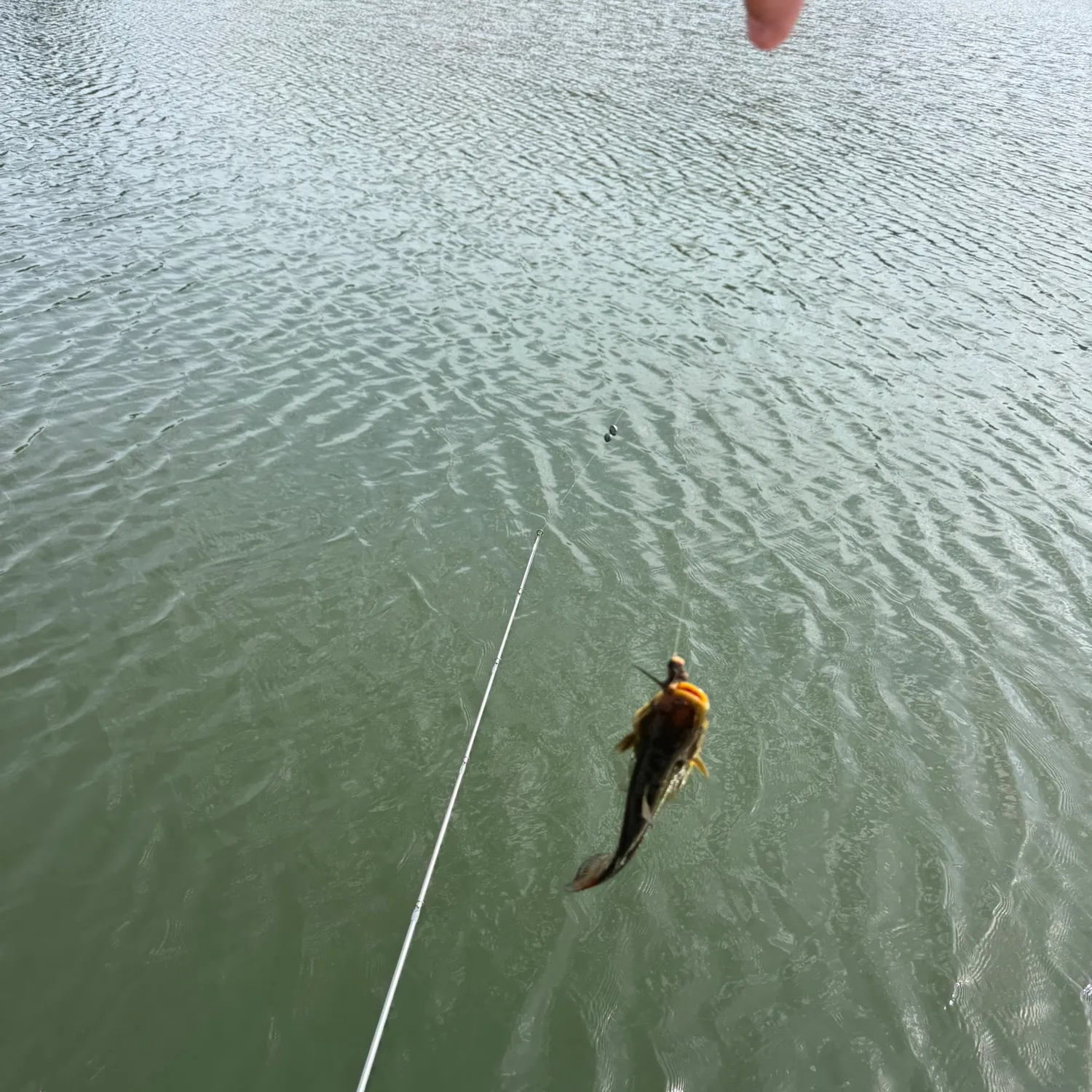 The most recent Yellow bullhead catches on Fishbrain