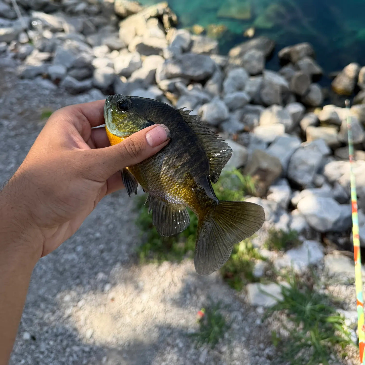 Bluegill caught on Fishbrain