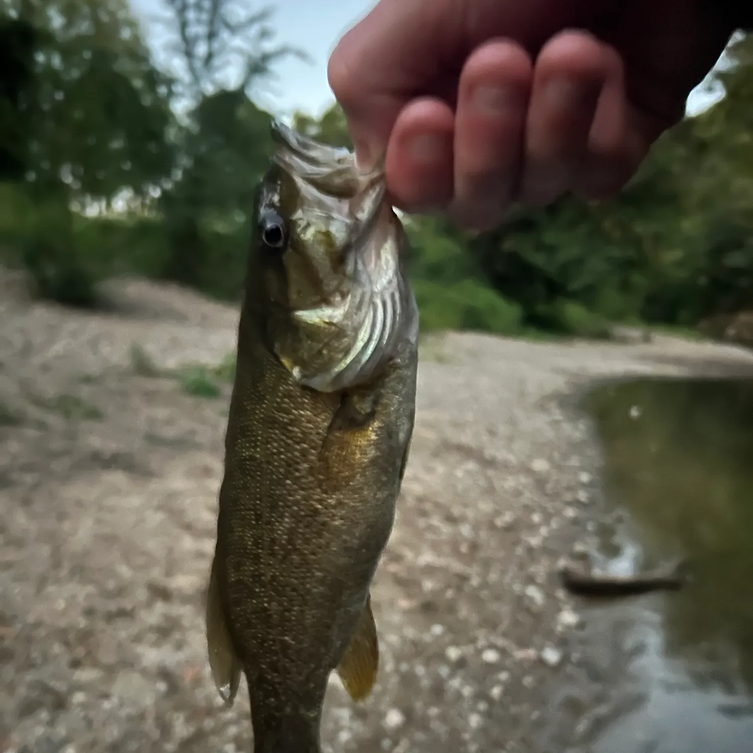 Smallmouth bass caught on Fishbrain