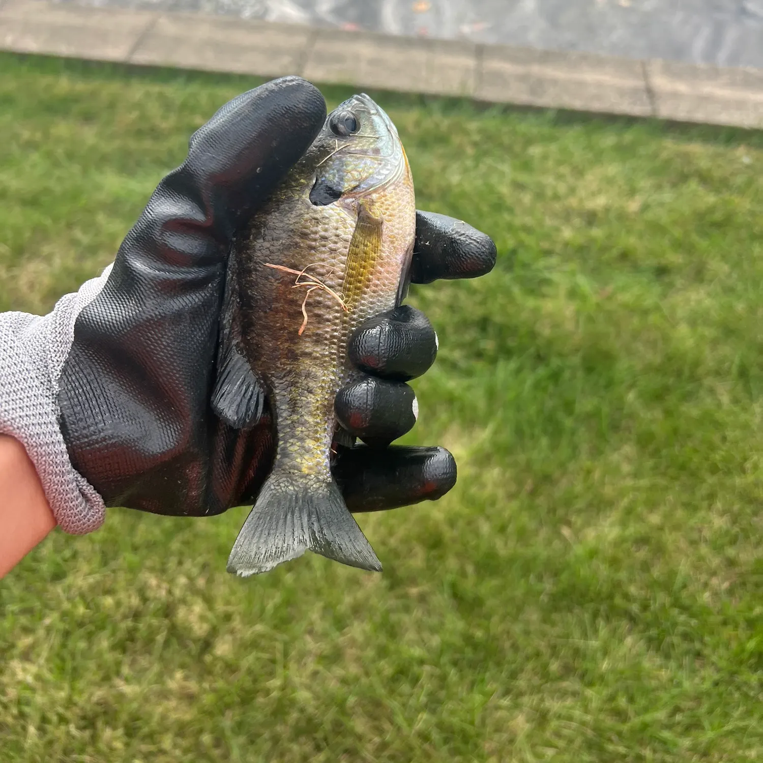 Bluegill caught on Fishbrain