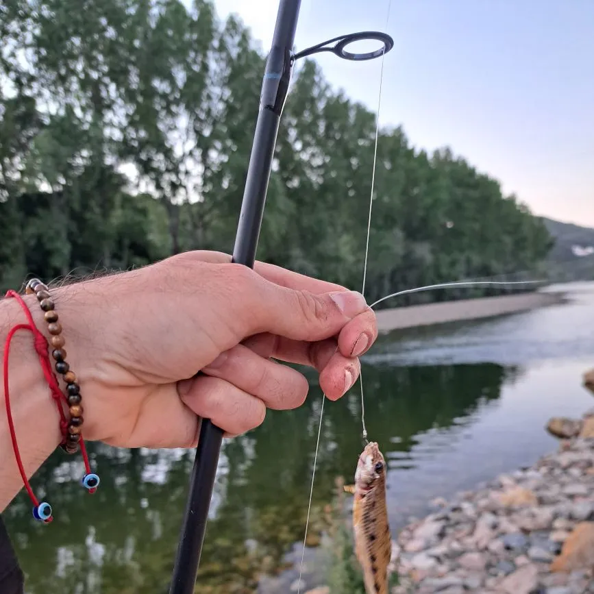The most recent Gudgeon catches on Fishbrain