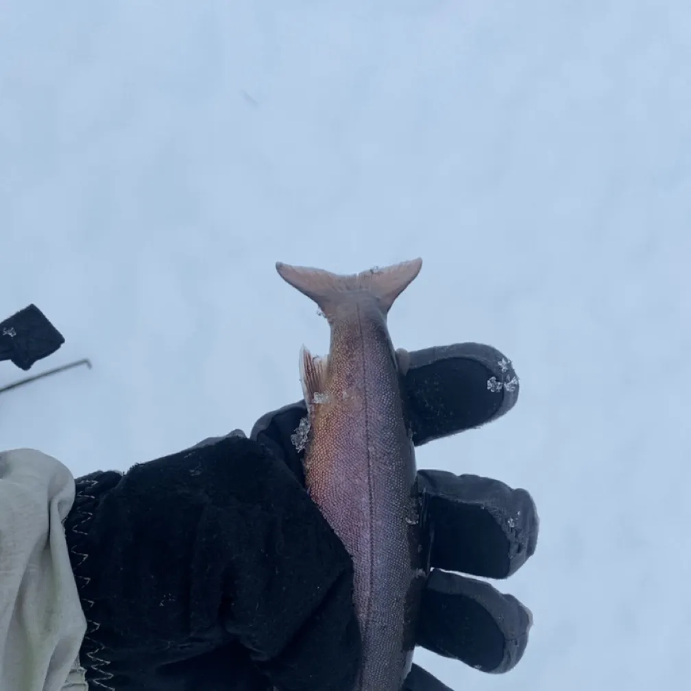 The most recent Arctic char catches on Fishbrain