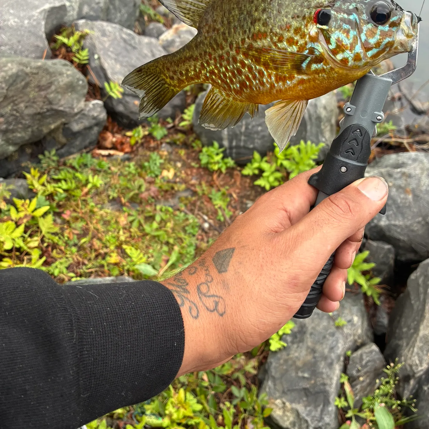 Pumpkinseed caught on Fishbrain