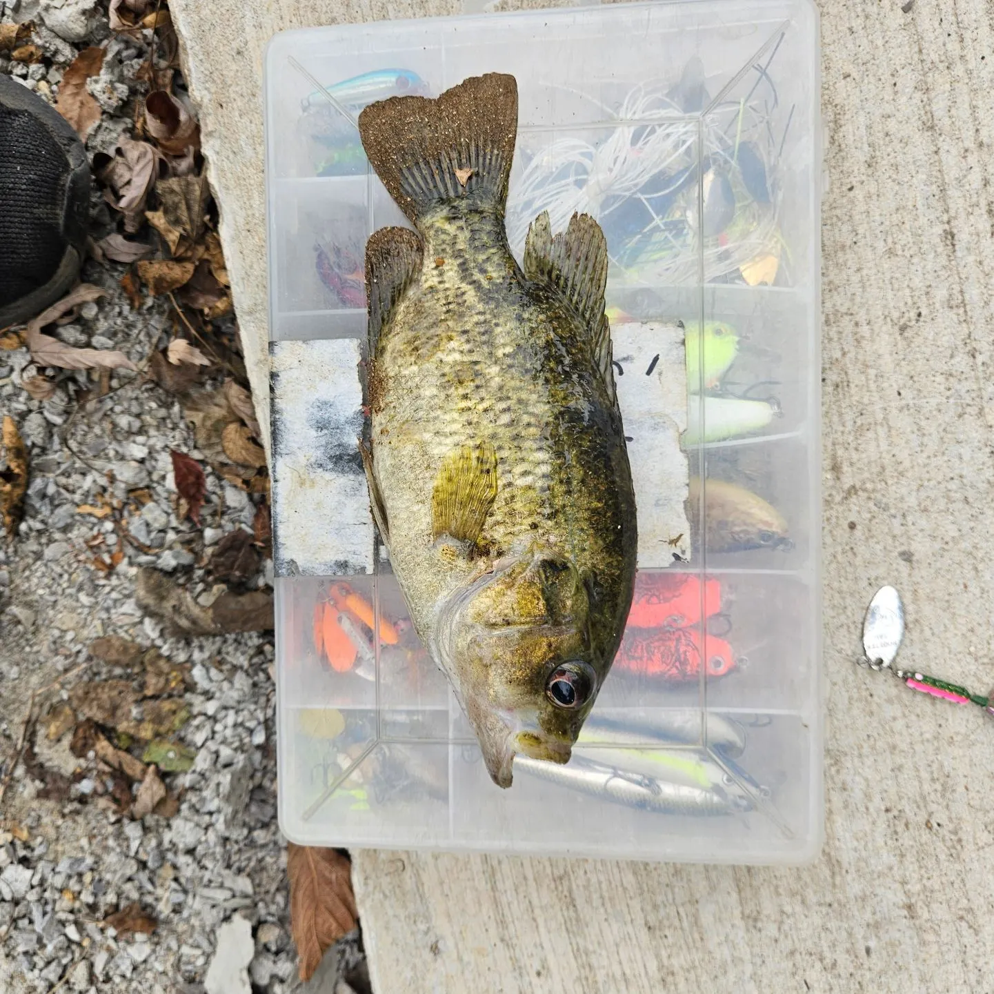 The most recent Shadow bass catches on Fishbrain