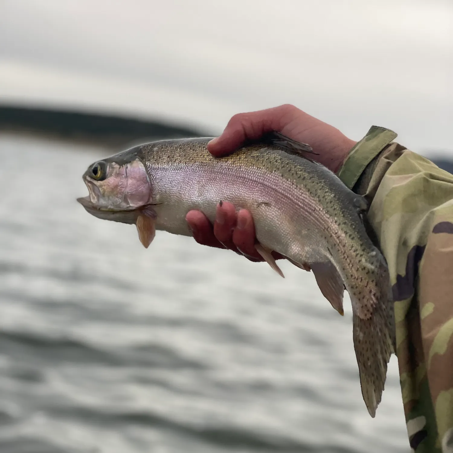 Rainbow trout caught on Fishbrain