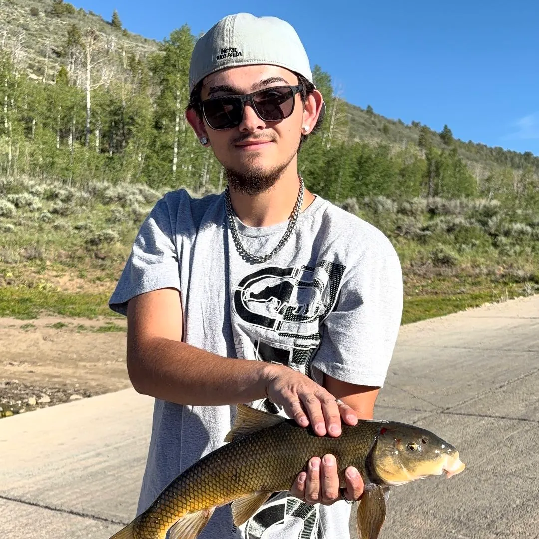 The most recent June sucker catches on Fishbrain